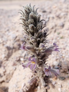 Orobanche ludoviciana